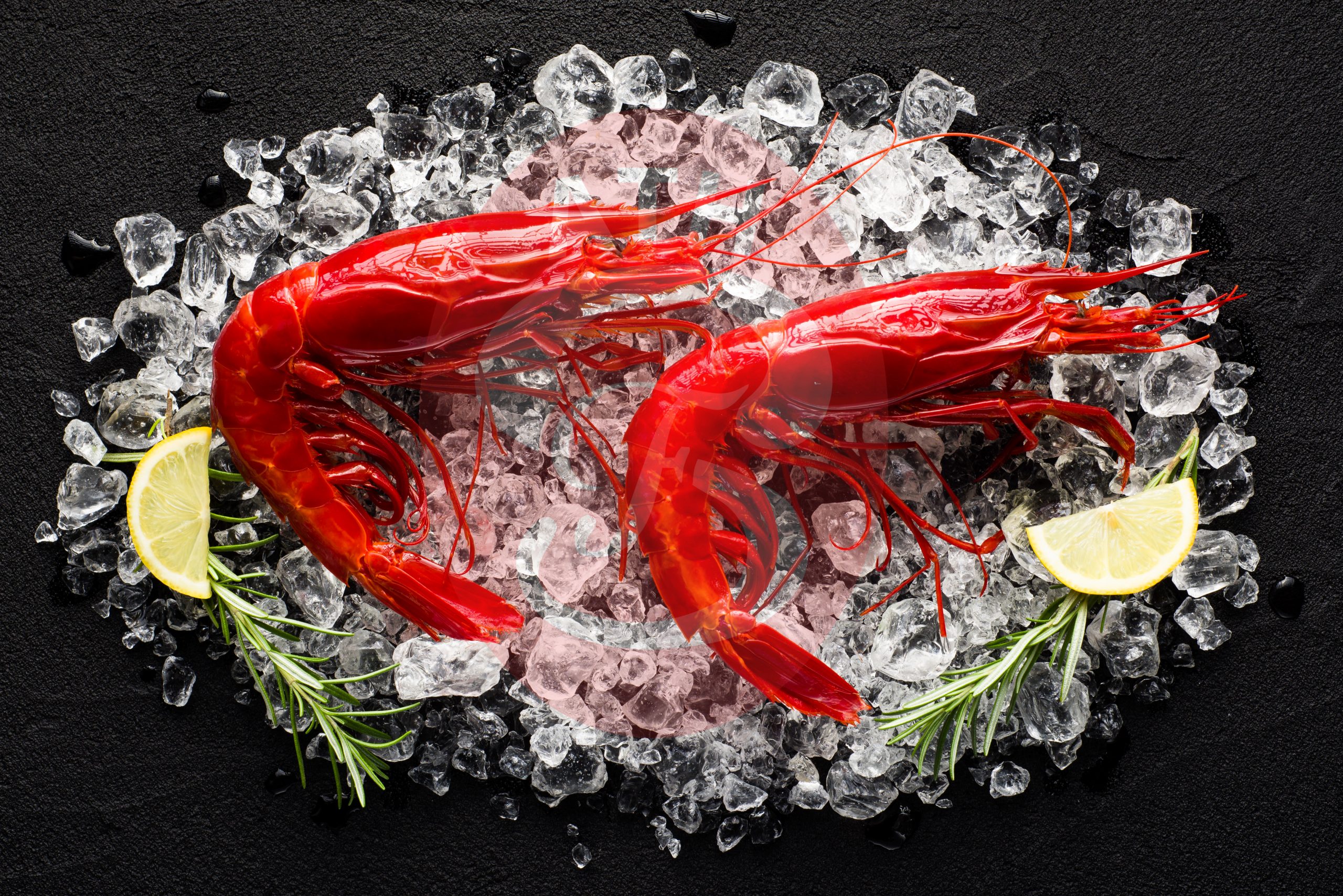 carabineros-shrimp-ang-tian-hock